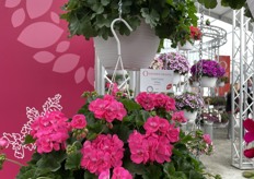 Pelargonium Santana Series of Dümmen Orange